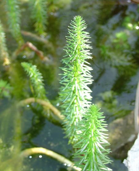 Le pin aquatique, utile et décoratif.