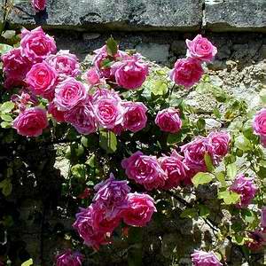 « Pink cloud », un rosier à palisser