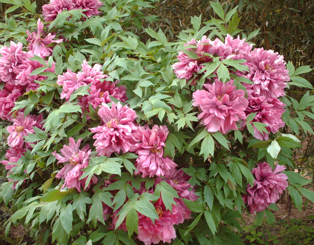 Plantons des pivoines et surveillons-les