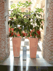 Le nettoyage des plantes