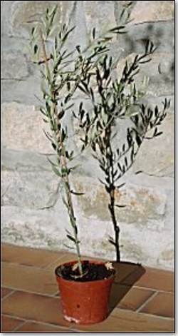 L’olivier en pot