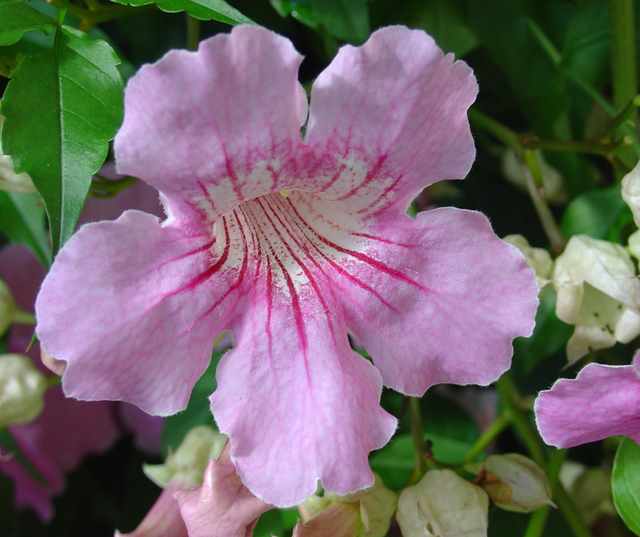 Et puis aussi du rose-mauve avec une pointe de bleu…