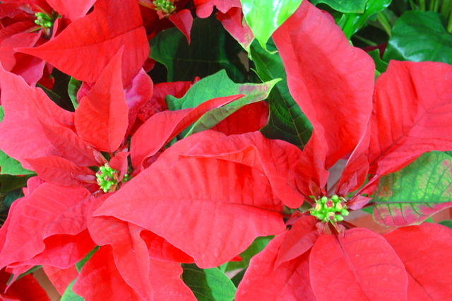 Les poinsettias, plantes de fête