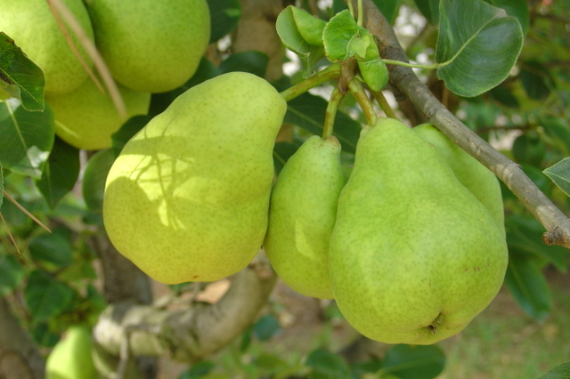 Des fruits toujours de saison: les poires
