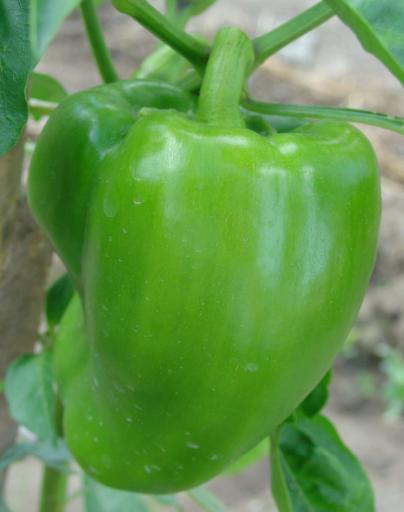 Tout doux les poivrons