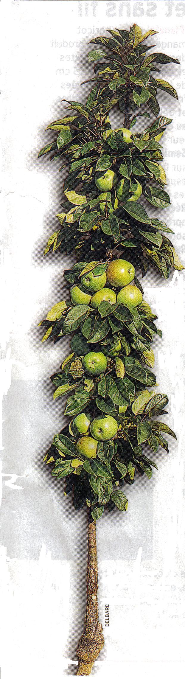 Un pommier sur le balcon