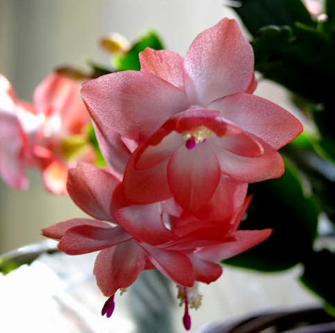 Un cactus sans épines…