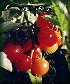 Tomates cerises… au balcon comme au jardin