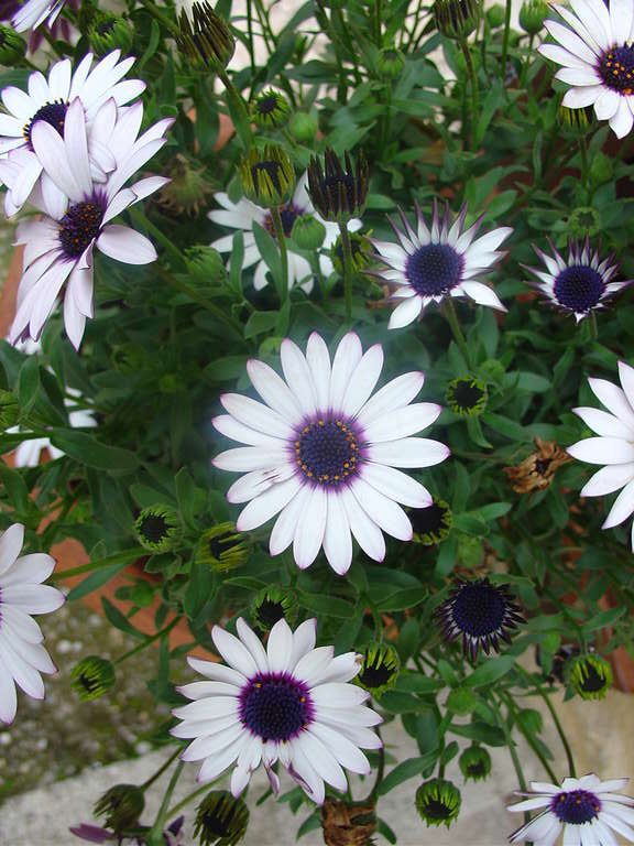 Réussir les plantations en pot