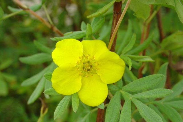 Un beau buisson de potentille arbustive