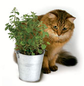 Comment ne pas… nourrir les oiseaux au printemps