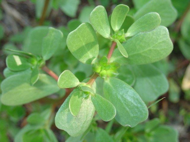 Quand le pourpier comestible s’installe au jardin