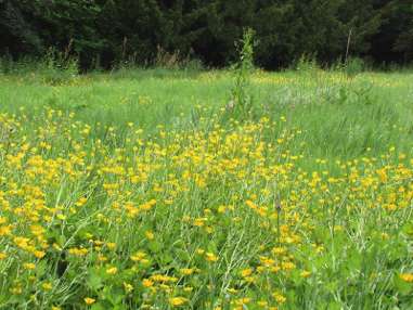 Entretenir sa prairie, ce réservoir à biodiversité