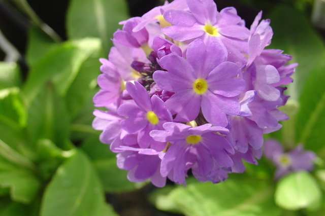 Des primevères un peu moins classiques…