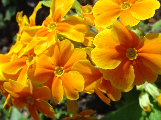 Soignez les primevères des jardins