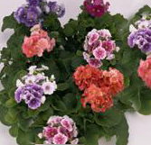 Des primevères obconiques pour fleurir nos maisons