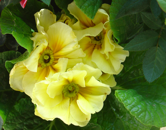 un balcon décoratif en attendant le printemps