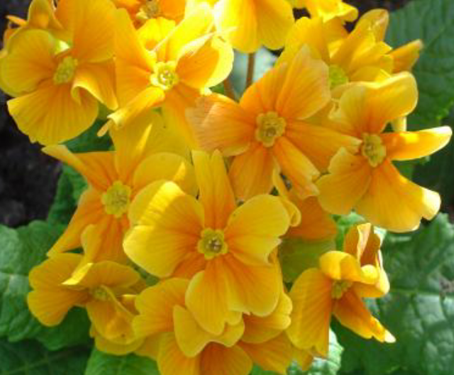 Des vivaces hâtives