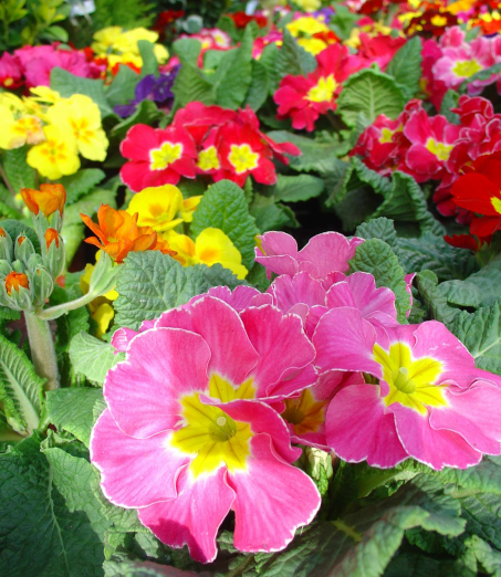 Quelques primevères dans les jardinières