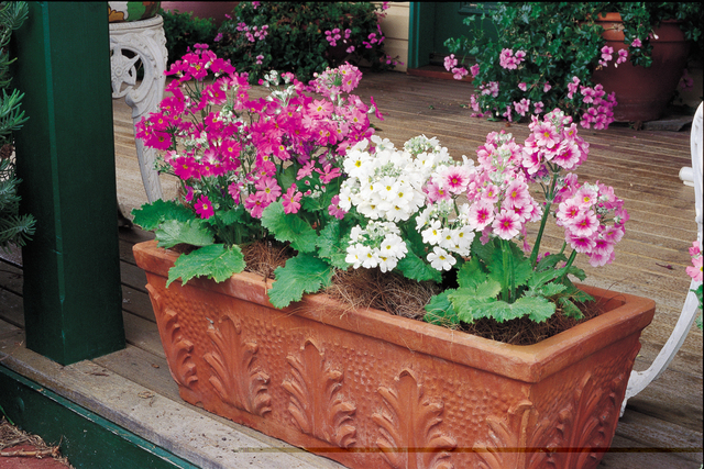 La primevère, symbole du printemps