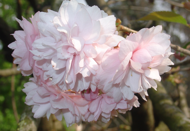 C’est le printemps!