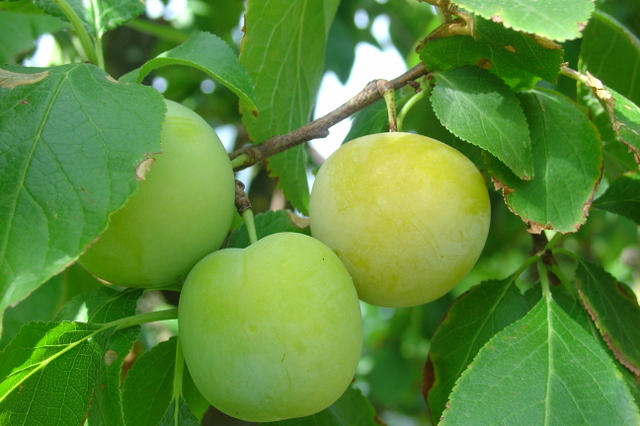 Des pruniers productifs