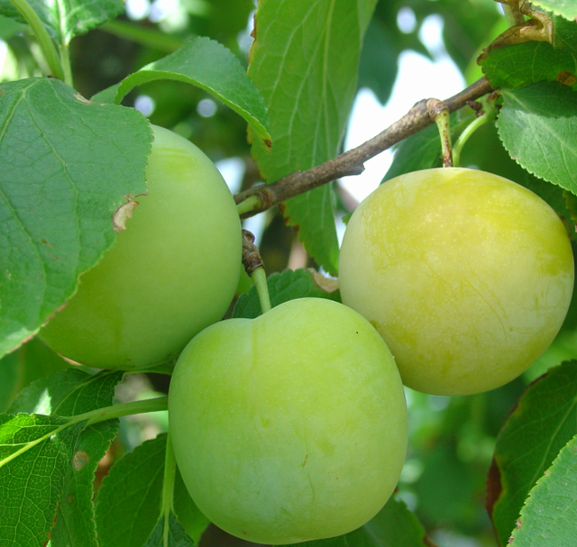 Attention à la maladie criblée