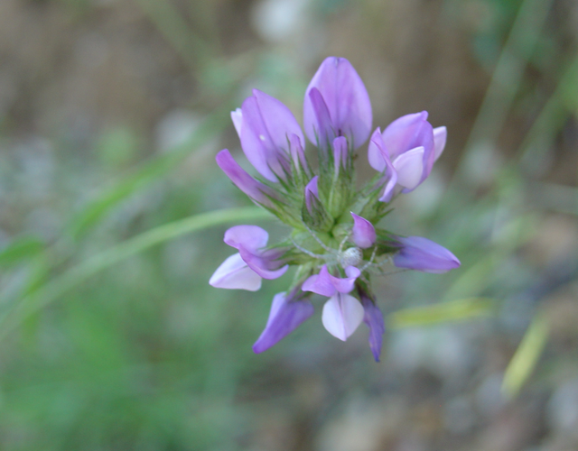 Psoralée : ce nom vous dit quelque chose?