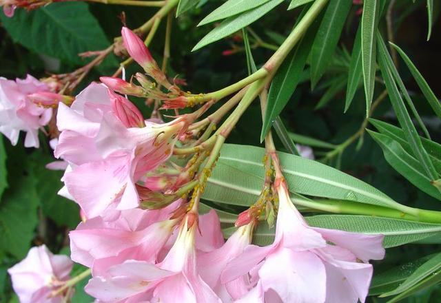 Des pucerons et des fourmis…