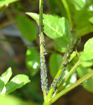 Les pucerons noirs sont là!
