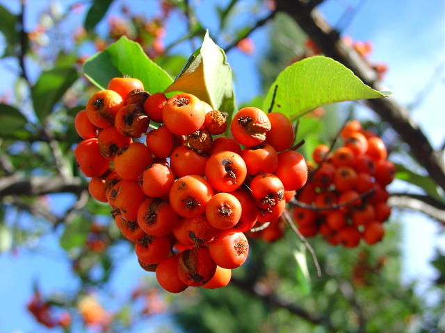 Les baies colorées de l’automne