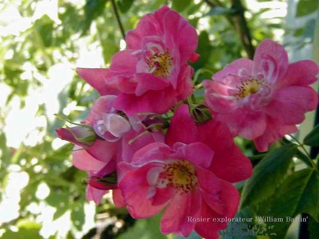 Rosiers tout terrains: en sol pauvre