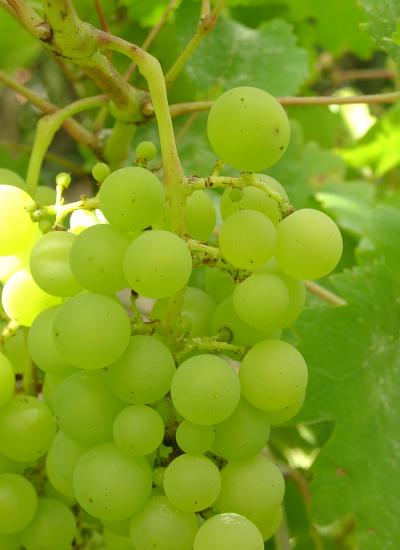 Dorés ou noirs, les bons raisins de table