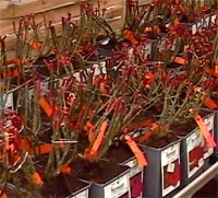 Nus ou habillés, choisir les rosiers