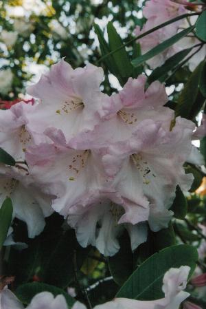 Un rhododendron parfumé’, ‘Loderi Vénus’