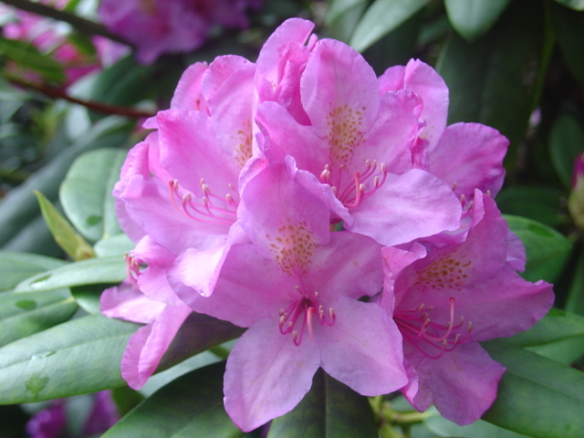 Vos rhododendrons ont besoin de quelques attentions