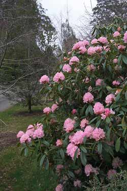 Au jardin, un rhododendron pour Noël?