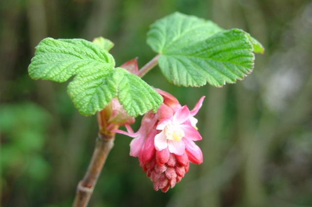 Parlons des groseilliers à fleurs