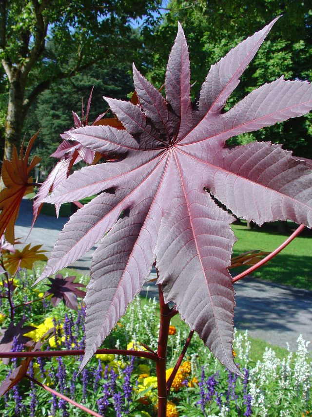 Le ricin, hautement toxique