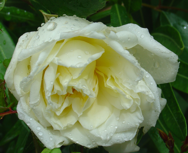 Visite du jardin aprés les averses