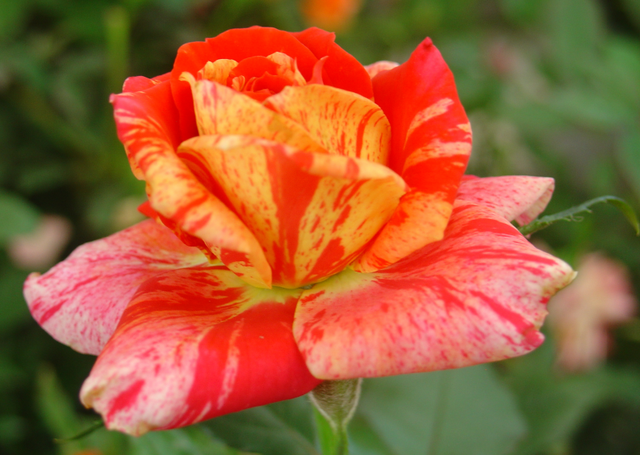 Bouturer un rosier, c’est bien tentant!