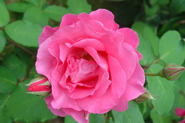 Des roses, encore et toujours des roses