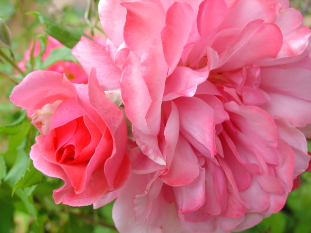 Soigner les rosiers en hiver