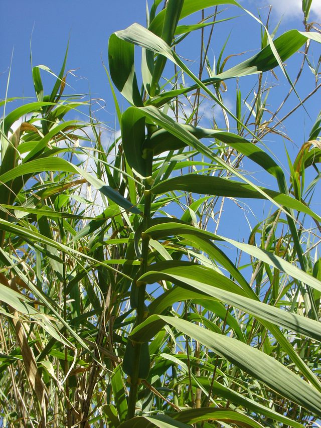 Les cannes de provence