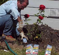 Planter un rosier