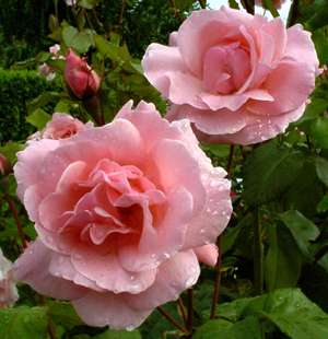 Les maladies des rosiers