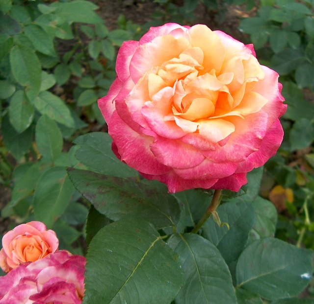 Plantation des rosiers à racines nues