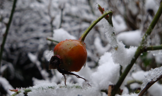 Soins d’hiver pour les rosiers