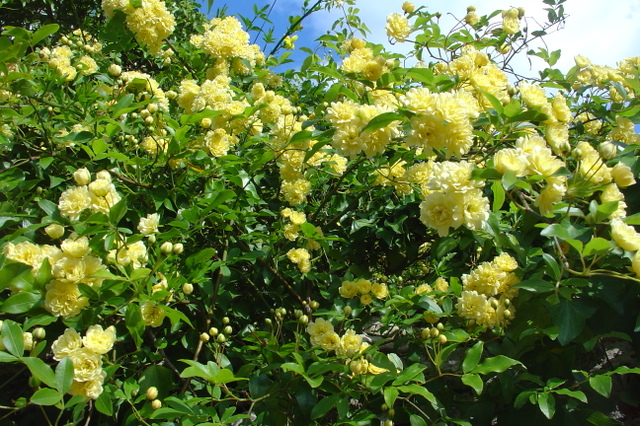 Un rosier pour région à climat doux