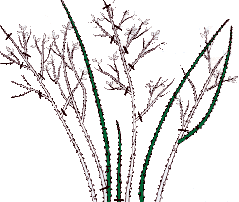 Taille des rosiers grimpants remontants